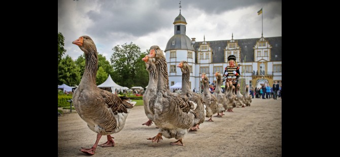 Ganzenfanfare